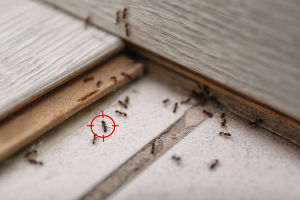 Best Mosquito Control Services  in Williston Park, NY