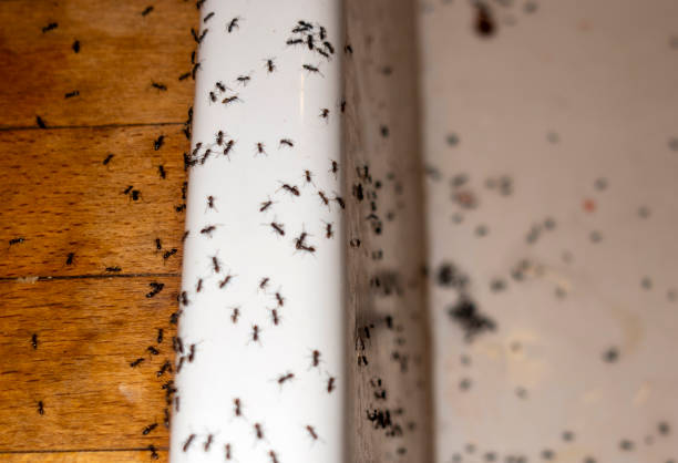 Best Best Pest Control Companies  in Williston Park, NY