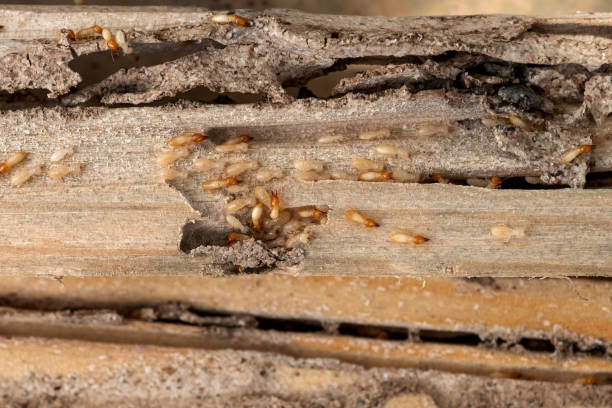 Best Emergency Pest Control  in Williston Park, NY
