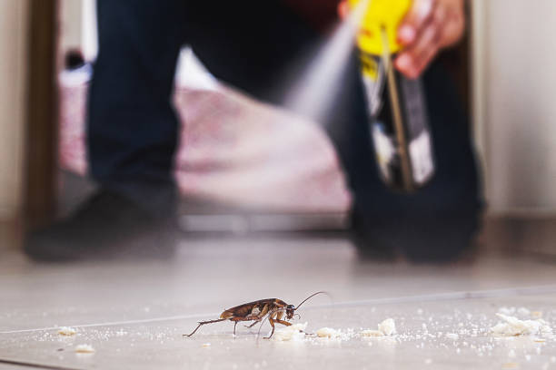 Wasp Removal Services in Williston Park, NY